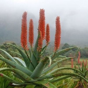 Aloe Ferox